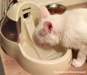 Met een drinkfontein kun je het drinken van een kat stimuleren